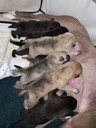 Puppies for sale!