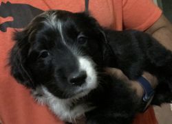 Australian Retriever puppies looking for new homes