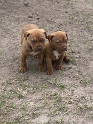 New Born Puppies For Sale