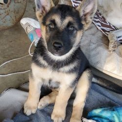 German Shepard and husky mix for rehoming