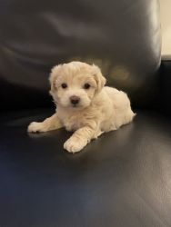 Adorable, small breed, hypoallergenic puppy!