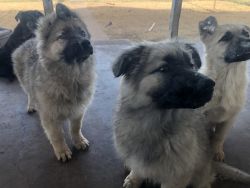 Free mixed breed puppies to good home
