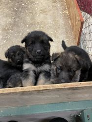 German Shepard/Husky puppies