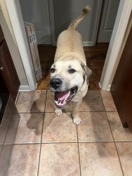 Great Pyrenees mix