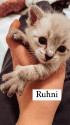 Ruhni -5 weeks