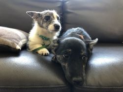 2 Terrier Mix Puppies looking for good home.