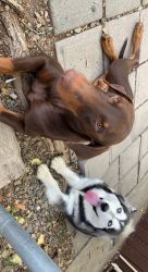 Husky/Doberman mix puppies!