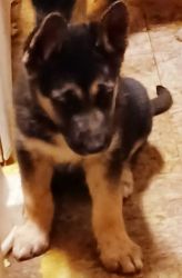 Rehoming German Sheppard & Husky Mix Puppies