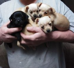 rehoming adorable puppies