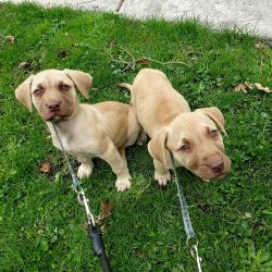 Two female puppy