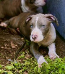 Bully-Pit Puppies for Sale