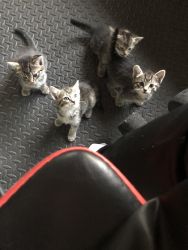 Selling kittens for $15 each