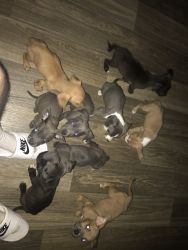 9 cute puppy’s for sale pit/lab mix