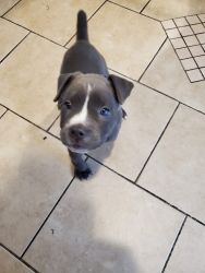 10 week old American Pit Corso puppy for sale