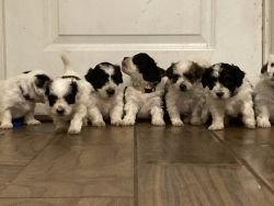 Biton puppies (Coton/Bichon mix)