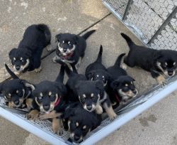 Rottweiler/Husky mix puppies