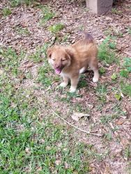 Female puppy to loving home.