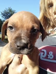 Pit Corso puppies for sale