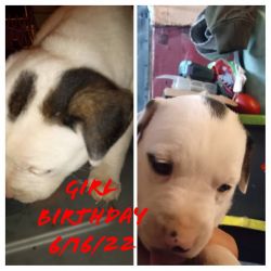 Pit/Lab puppies for sale