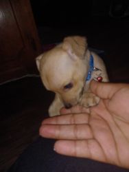Mix puppy for sale/ rehoming
