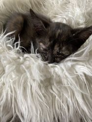 Adorable Kitten for sale