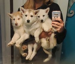 3 Shepski puppies