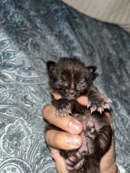 Kitten black