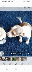 Chihuahua - beagles