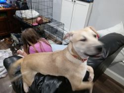 10 month old Shiba Inu/ Lab mix to good home only
