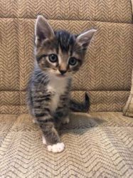 KITTENS FOR SALE IN PORTLAND OR