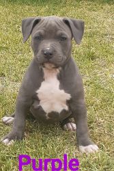 Blue nose / Tri color bully