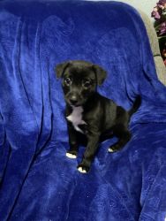 Border Husky/ Pit bull puppies ready for adoption