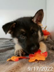 German Shepherd/Husky Mix Puppy for Sale