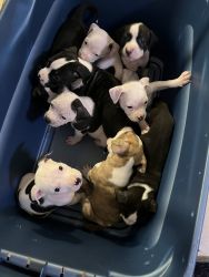 Pups in need of new home