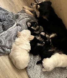 Small breed puppies