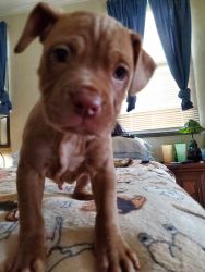 Lab/ red nose pit mix
