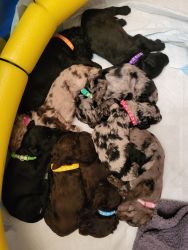 Shepadoodle Puppies Seek FUREVER Homes