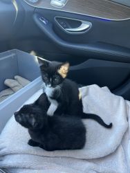 2 sweet kittens need a forever home