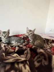 Kittens need a new home