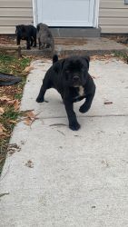 Cane corso south African boerboel mix pups