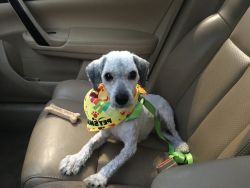 Miniature Poodle and Chinese Crested Mix