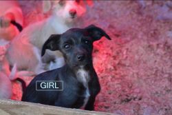 Miniature German Wirehair Schnauzer / Australian Terrier MIX pups