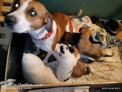 Liter of 5 puppies and the mom (mixed breed)