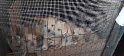 Husky Labrador Mix Breed White Adorable Puppies