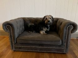 5-month-old Shorkie for sale