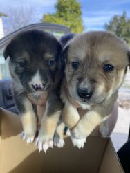 Husky and pitbull mix puppies