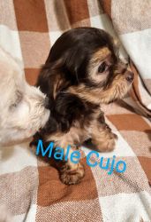 Morkiepoo Puppies for sale