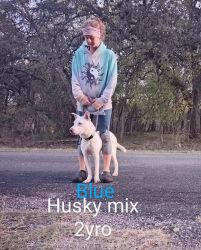 Blue eyed Husky Mix named Blue