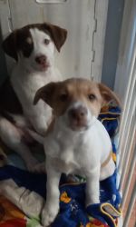 Free Mixed Female Terrier Puppies