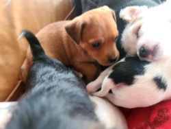 Small Breed puppies for sale